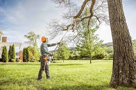 How Our Tree Care Process Works  in  Luverne, MN